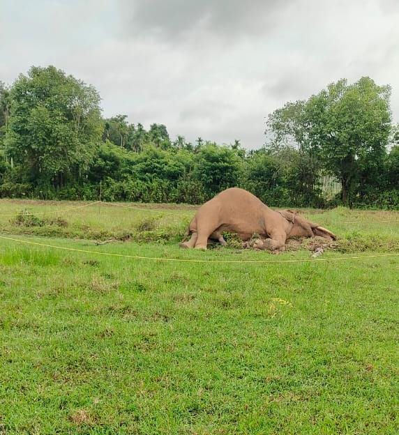 കാട്ടാന ചരിഞ്ഞ നിലയിൽ