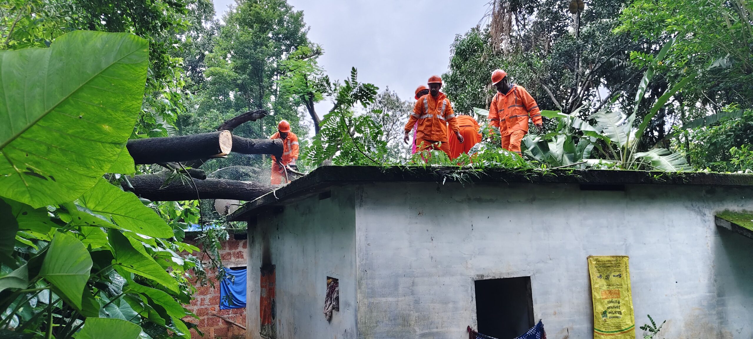 കാറ്റിലും മഴയിലും വീടിന് മുകളിൽ മരം കടപുഴകി വീണു