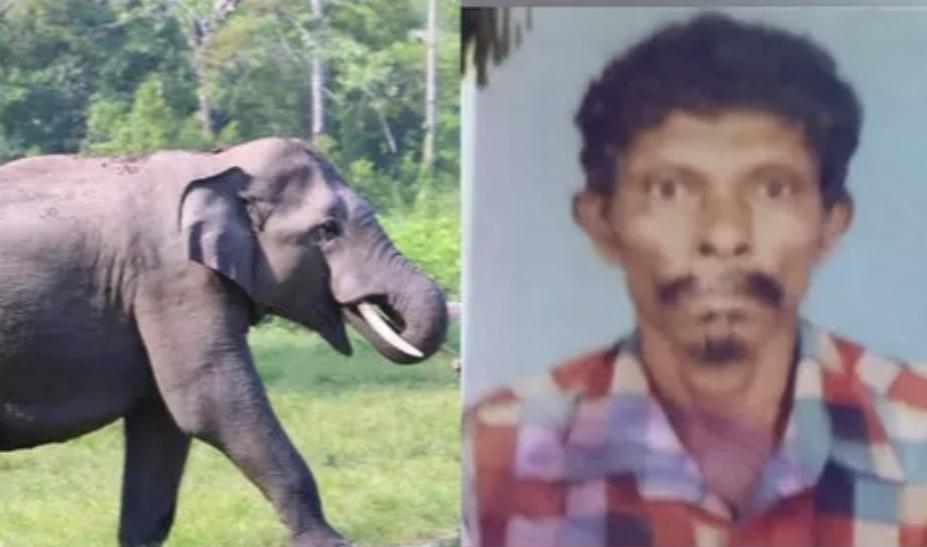 കാട്ടാനയുടെ ആക്രമണം; നിലമ്പൂരിൽ ആദിവാസി യുവാവ് കൊല്ലപ്പെട്ടു