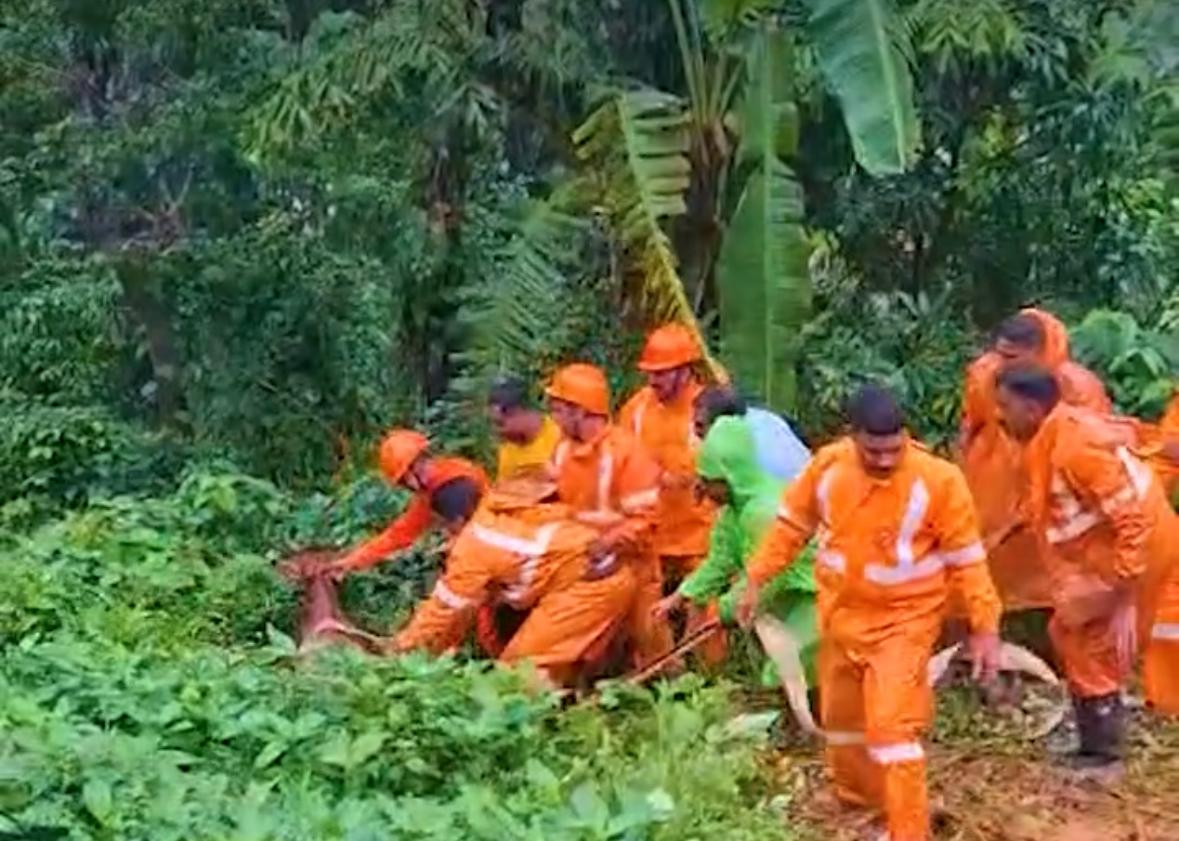 ഒരാഴ്ച കുടുങ്ങികിടന്നത് മാലിന്യക്കുഴിയിൽ; കാണാതായ കറവപശുവിനെ കണ്ടെത്തി