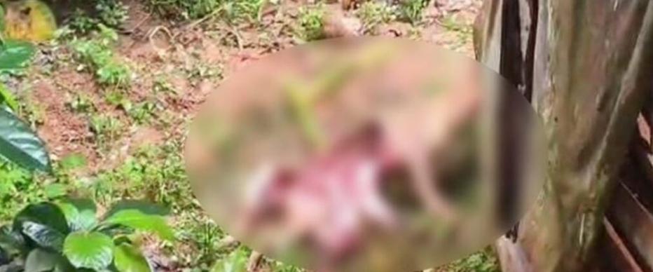 നമ്പ്യാർകുന്നിൽ വീണ്ടും പുലിയുടെ ആക്രമണം