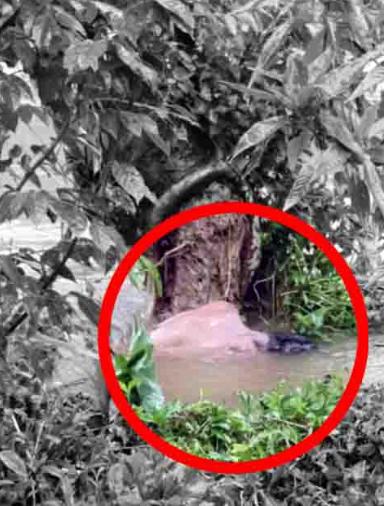 പനവല്ലി പുഴയില്‍ കണ്ടെത്തിയ മൃതദേഹം തിരിച്ചറിഞ്ഞു