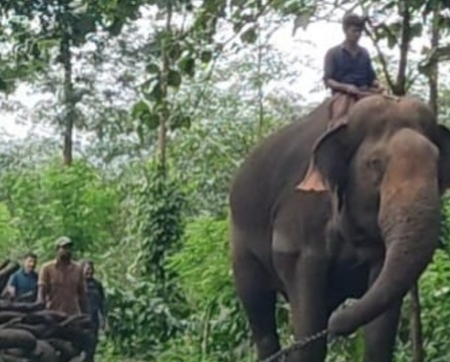 മൂടകൊല്ലിയിലെ കാട്ടാനകളെ തുരത്താൻ വനംവകുപ്പ്