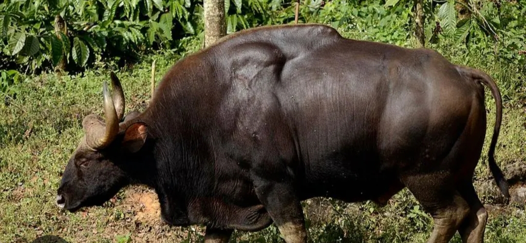 കാട്ടുപോത്തിന്റെ ആക്രമണത്തിൽ ഒരാൾക്ക് പരിക്ക്