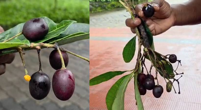 ഞാവൽ പഴം എന്ന് കരുതി വിഷക്കായ കഴിച്ചു; വിദ്യാർത്ഥിയെ ആശുപത്രിയിൽ പ്രവേശിപ്പിച്ചു