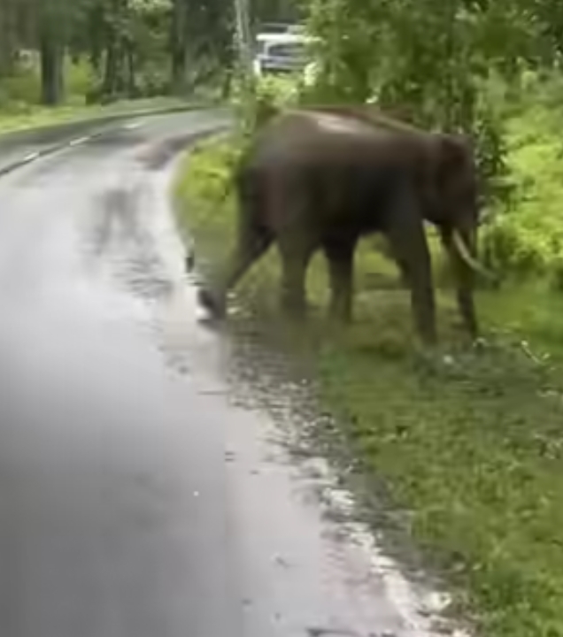 വാഹനത്തിന് നേരെ ഓടിയെത്തി കാട്ടാന;