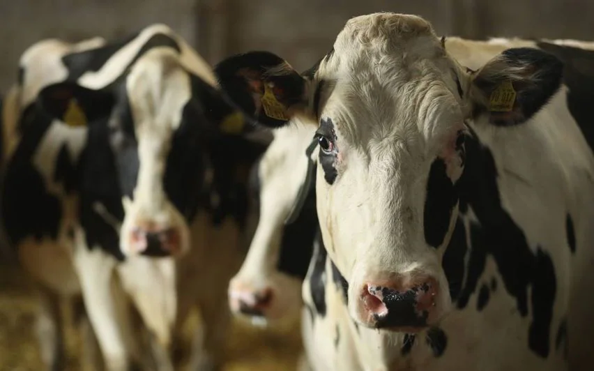 വെറ്ററിനറി ഡോക്ടറെ മർദ്ദിച്ചതായി പരാതി