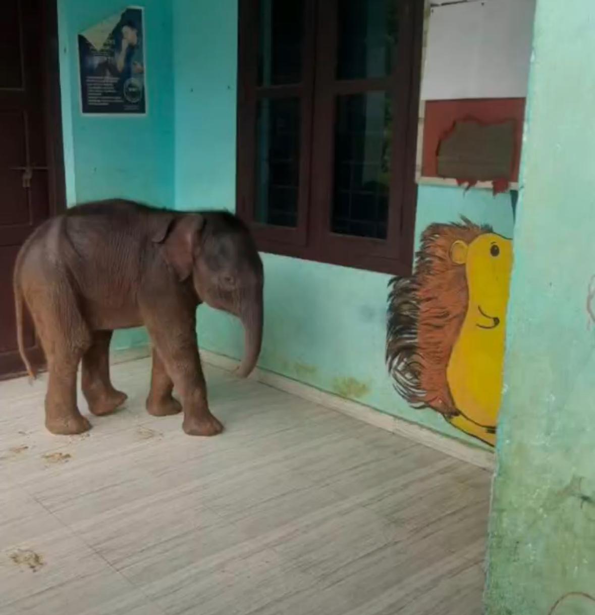 സ്കൂളിൽ വിനോദസഞ്ചാരത്തിനെത്തി കാട്ടാനക്കുട്ടി