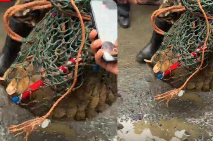 പൂച്ച പുലി ആക്രമണം; മൂന്ന് പേർക്ക് കടിയേറ്റു