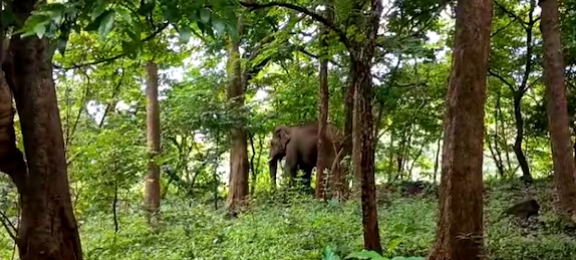 കാഴ്ചക്കുറവുള്ള പി.ടി അഞ്ചാമനെ മയക്കുവെടി വച്ചു; വിദഗ്ധ സംഘം ചികിത്സ തുടങ്ങി