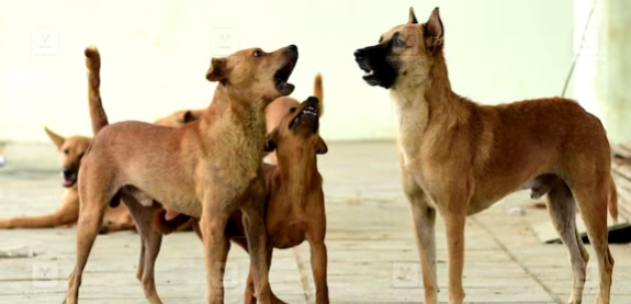 เดคเตเดฐเตเดตเตเดจเดพเดฏเตเดเตเดเดณเต เดทเตเตฝเดเตเดเดฑเดฟเดฒเตเดเตเดเต เดฎเดพเดฑเตเดฑเดฃเดฎเตเดจเตเดจ เดเดคเตเดคเดฐเดตเดฟเดจเต เดธเตเดฑเตเดฑเตเดฏเดฟเดฒเตเดฒ; เดจเดฟเดฏเดฎเดเตเดเดณเตเดฃเตเดเตเดเตเดเดฟเดฒเตเด เดจเดเดชเตเดชเดพเดเตเดเตเดจเตเดจเดฟเดฒเตเดฒ: เดธเตเดชเตเดฐเตเดเดเตเดเดคเดฟ