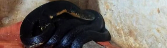 വീടിനുള്ളിൽ രാജവെമ്പാല; കണ്ടെത്തിയത് അടുക്കളയിലെ ബെര്‍ത്തിന് താഴെ