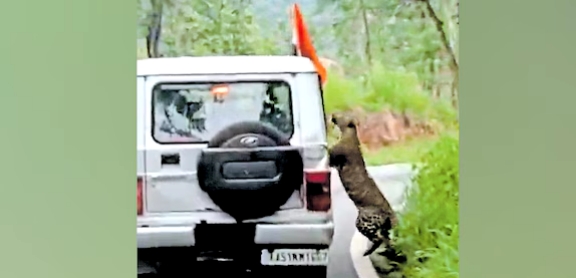 ഫോട്ടോ എടുക്കാൻ കൈ പുറത്തിട്ടു; ജീപ്പിലെ സഫാരിക്കിടെ ബാലനെ പുള്ളിപ്പുലി ആക്രമിച്ചു