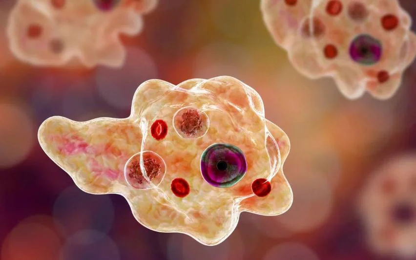 അമീബിക് ജ്വരം കണ്ടെത്തിയ ഇടങ്ങളിൽ വിദഗ്ധപഠനത്തിൽ ആരോഗ്യവകുപ്പ്; ജാഗ്രതാനിർദേശം