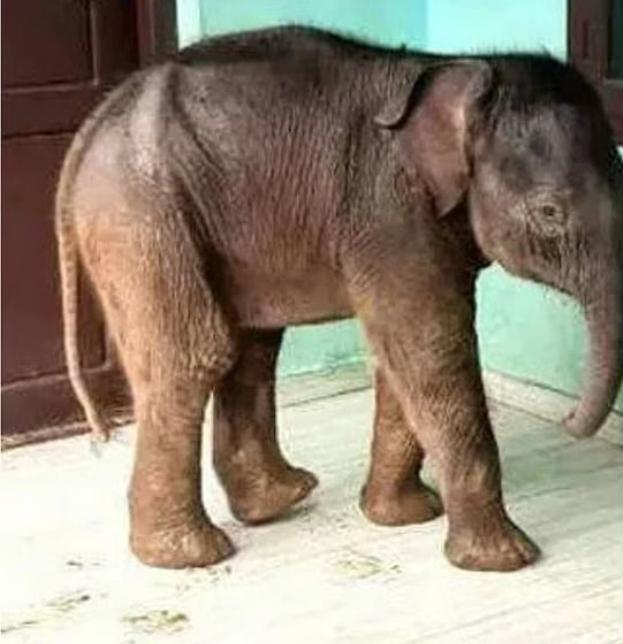 ചേകാടിയിലെ സ്‌കൂളിലെത്തിയ കുട്ടിയാന ചരിഞ്ഞു