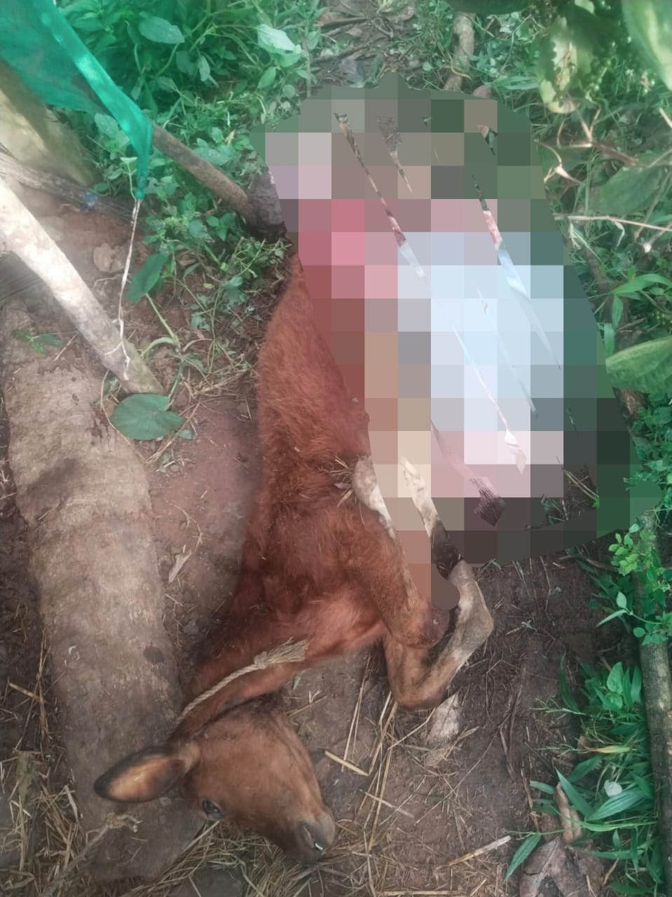 ചീരാൽ പുളിഞ്ചാലിൽ പുലിയുടെ അക്രമണം, പശുക്കുട്ടിയെ കൊന്നു തിന്നു