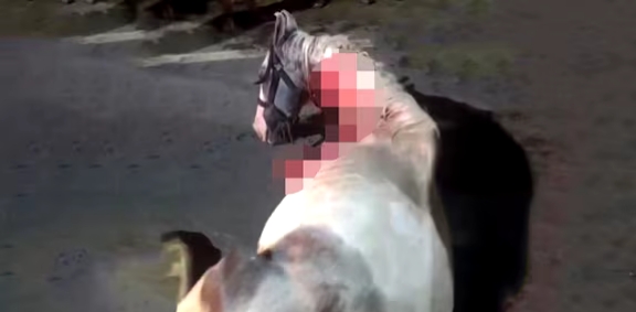 കാറിടിച്ച് റോഡിൽ ചോരവാർന്നു കിടന്നത് 2 മണിക്കൂറോളം, കുതിര ചത്തു; സവാരി നടത്തിയ ആൾക്കെതിരെ കേസ്