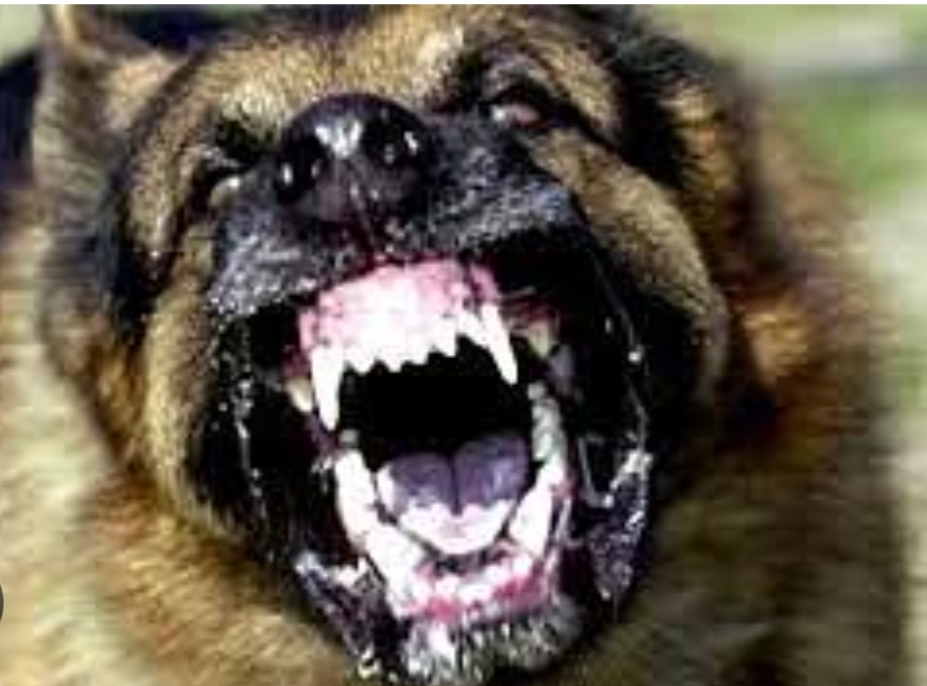 เดธเตโเดเตเดณเตโ เดเตเดฎเตเดชเตเดฃเตเดเดฟเดจเตเดณเตเดณเดฟเดฒเตโ เดชเตเดฐเดธเดตเดฟเดเตเดเต เดเดฟเดเดจเตเดจ เดคเตเดฐเตเดตเต เดจเดพเดฏ เดตเดฟเดฆเตเดฏเดพเดฐเตโเดคเตเดฅเดฟเดฏเต เดเดเดฟเดเตเดเต