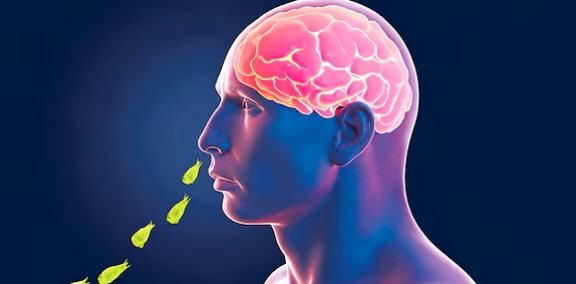 അമീബിക് മസ്തിഷ്കജ്വരം: കുളിമുറിയിൽ കുളിക്കുന്നവർക്കും രോഗബാധ; കേസുകൾ കൂടുതൽ കേരളത്തിൽ