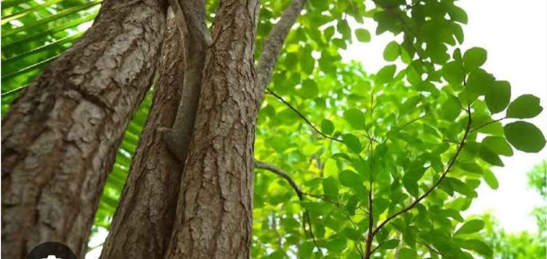 സ്വകാര്യ ഭൂമിയിലെ ചന്ദന മരം മുറിച്ച് വിൽക്കാൻ അനുമതി