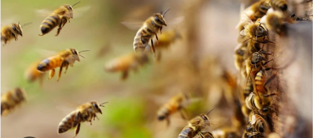 เดคเตเดจเตเดเตเดเดฏเตเดเต เดเดเตเดฐเดฎเดฃเดคเตเดคเดฟเตฝ เดฎเตเดจเตเดจเต เดชเตเตผเดเตเดเต เดชเดฐเดฟเดเตเดเต