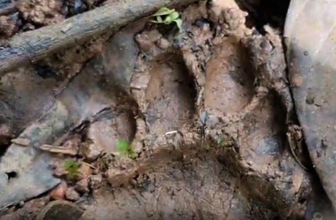 ചീരാലിൽ വീണ്ടും പുലി