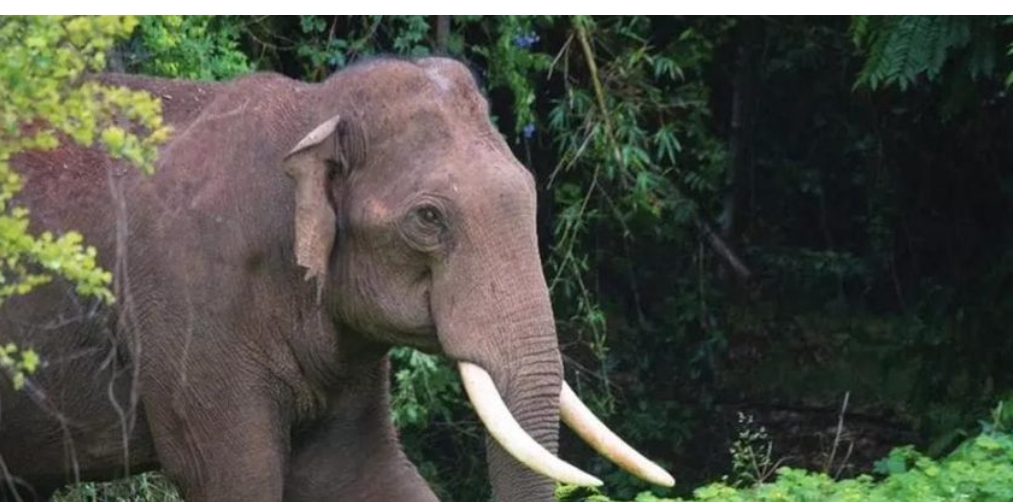 കാട്ടാന ആക്രമണത്തിൽ ഒരാൾ കൊല്ലപ്പെട്ടു