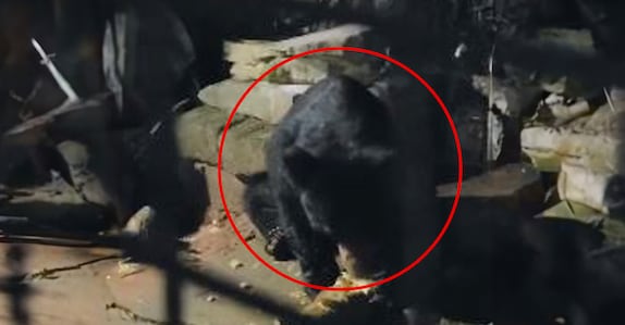 ചീരാലിൽ വീട്ടുവളപ്പിൽ കരടി; പ്ലാവിൽ കയറി ചക്ക വീഴ്ത്തി, തിന്നു