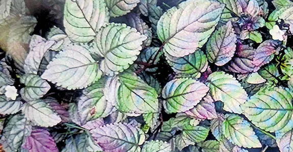 เดฎเตเดฑเดฟเดตเตเดฃเดเตเดเตเดจเตเดจ โเดฎเตเดฑเดฟเดเตเดเดฟเดชเตเดชเดเตเดโเดฏเตเดเต เดฐเดนเดธเตเดฏเด เดเดฃเตเดเตเดคเตเดคเดฟ เดเดตเตเดทเดเตผ