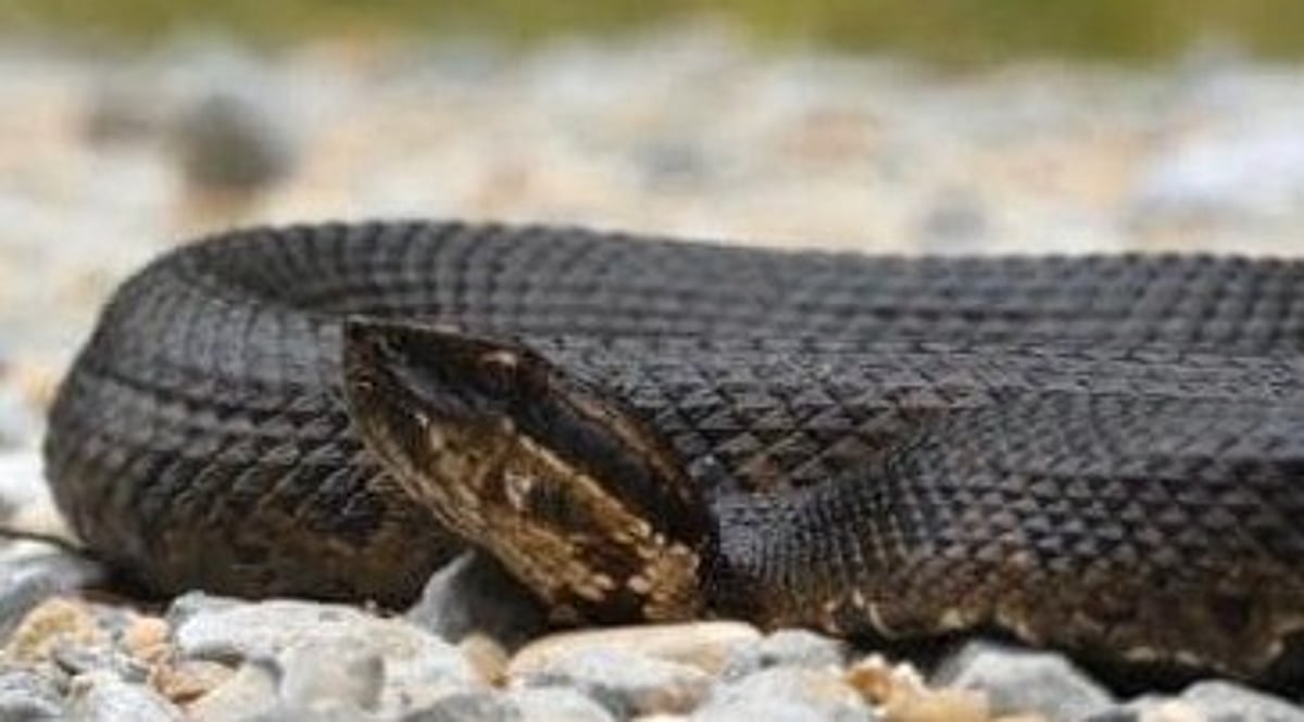 പ്രാണിയെന്നു കരുതി, ഉറക്കത്തിനിടെ കടിച്ചത് പാമ്പ്; അച്ഛനും മകനും മരിച്ചു, ഭാര്യ ഗുരുതരാവസ്ഥയില്‍