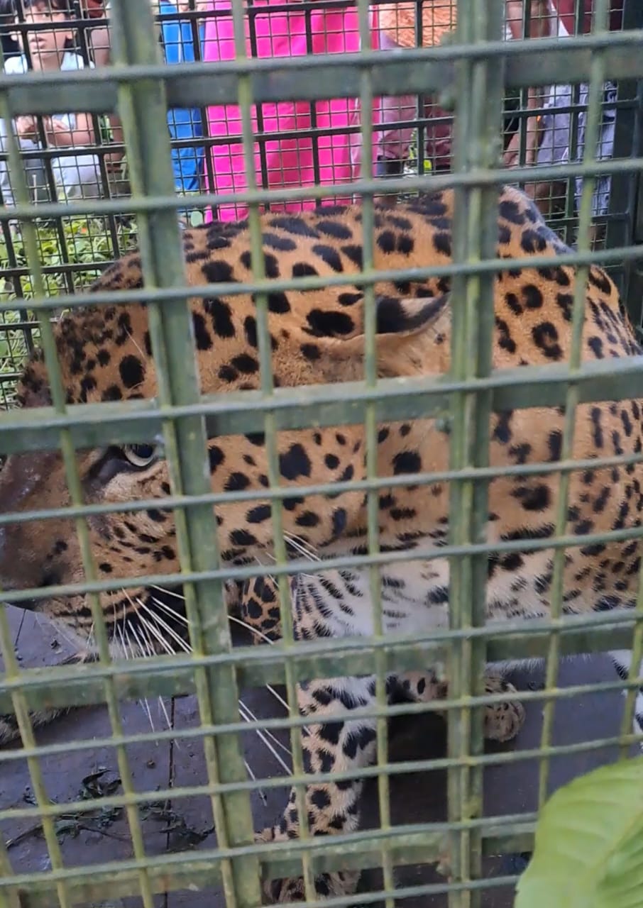 പുള്ളിപുലി വനം വകുപ്പിൻ്റെ കൂട്ടിൽ കുടുങ്ങി:സംഭവം ചീരാലിൽ