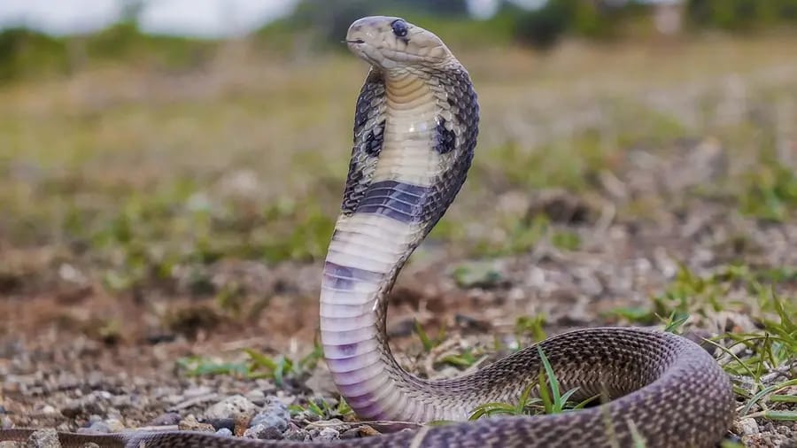 പാമ്പുകടിയേൽക്കാൻ സാധ്യത കൂടുതൽ ഈ മാസങ്ങളിൽ; അതീവ ജാഗ്രത വേണമെന്ന് അധികൃതർ