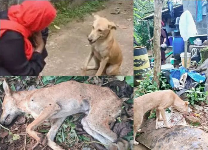 เดคเตเดฃเตเดเดฏเดฟเตฝ เดเดฒเตเดฒเต เดเตเดเตเดเตเดเดฟเดฏเดชเตเดชเตเตพ เดตเตเดเตเดเดฎเตเดฎ เดฐเดเตเดทเดฟเดเตเด เดจเดพเดฏ เดเดคเตเดค เดจเดฟเดฒเดฏเดฟเตฝ