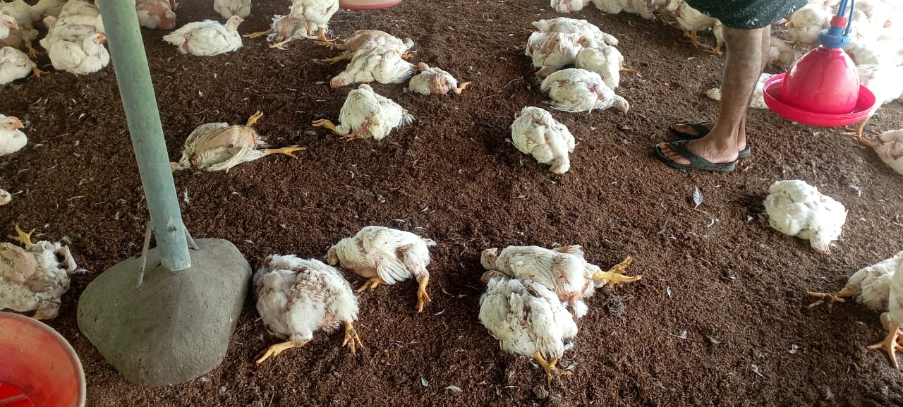 തെരുവ് നായ്ക്കളുടെ ആക്രമണം:400 ഓളം കോഴികളെ കൊന്നു