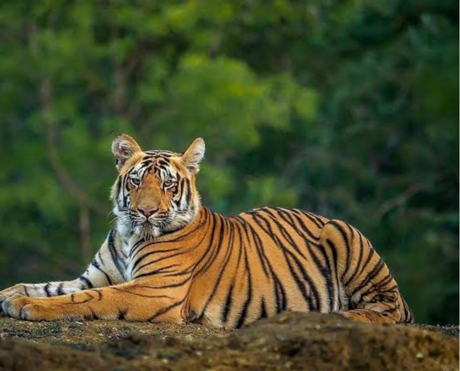 ഇരുളം കല്ലോണിക്കുന്നിൽ കടുവ