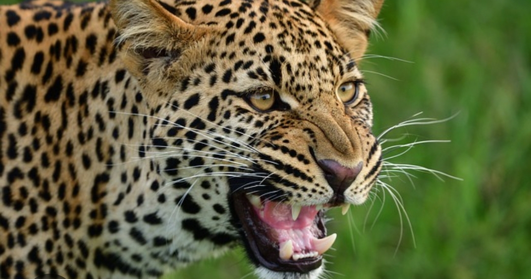 ആനപ്പാറയില് പുലി; വളർത്തു നായയെ കൊന്നുതിന്നു