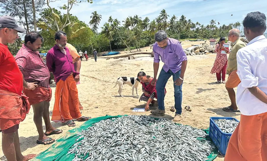 മൺസൂൺ കനിഞ്ഞു, മത്തി കൂടി; ഭക്ഷണം കിട്ടാതെ കുഞ്ഞനായി