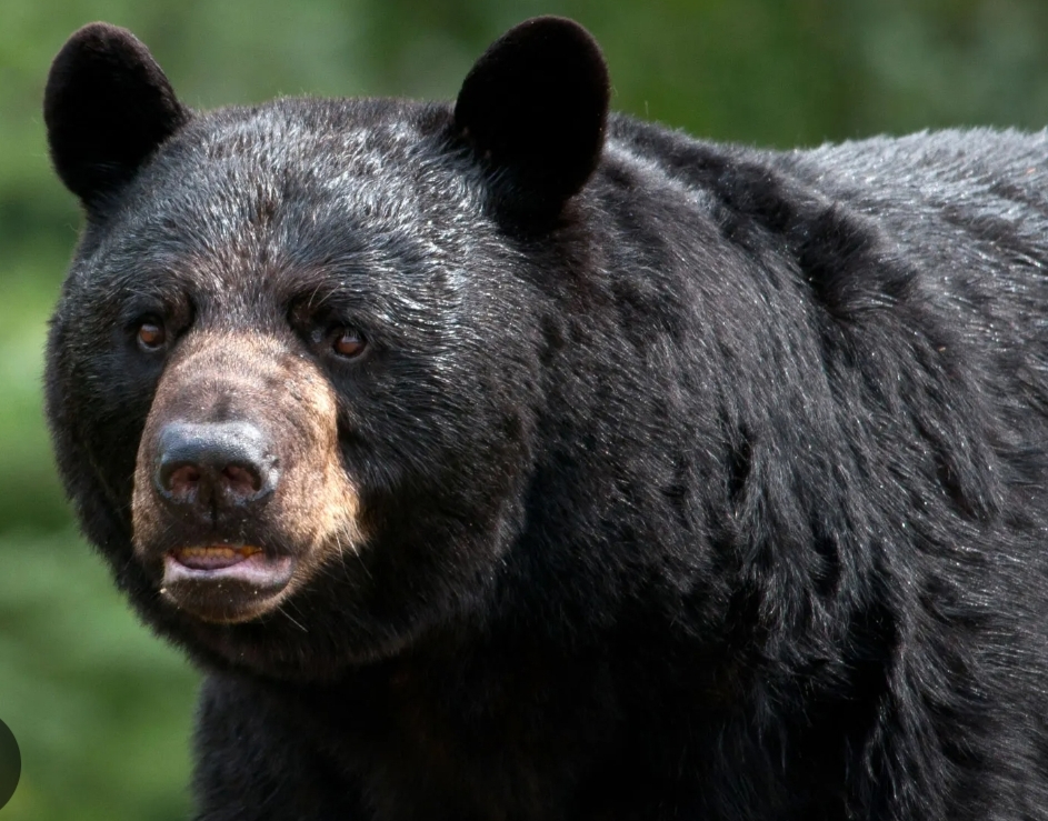 เดเดฐเดเดฟ เดคเตเตปเดเตเดเตเดเตพ เดคเดเตผเดคเตเดคเต