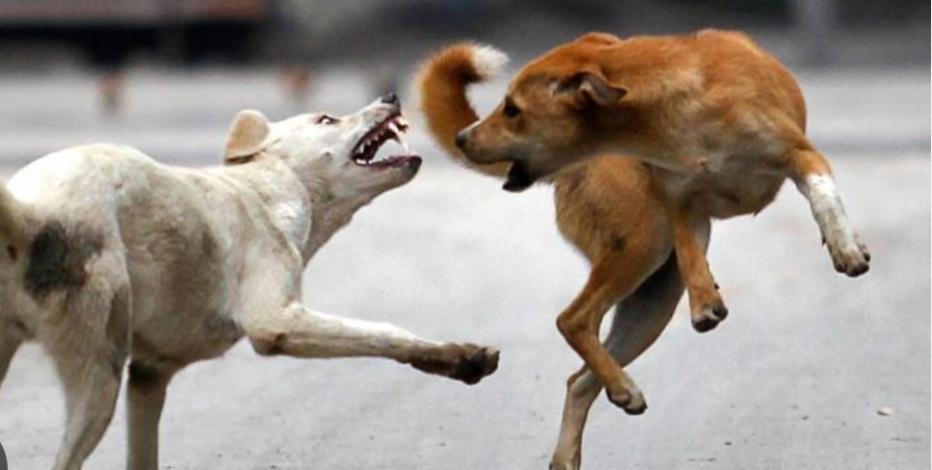 ഇരുളത്ത് തെരുവുനായയെ വെടിവെച്ചു കൊന്ന സംഭവത്തില്‍ പരാതി