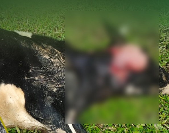 പശുവിനെ കടുവ കൊന്നു