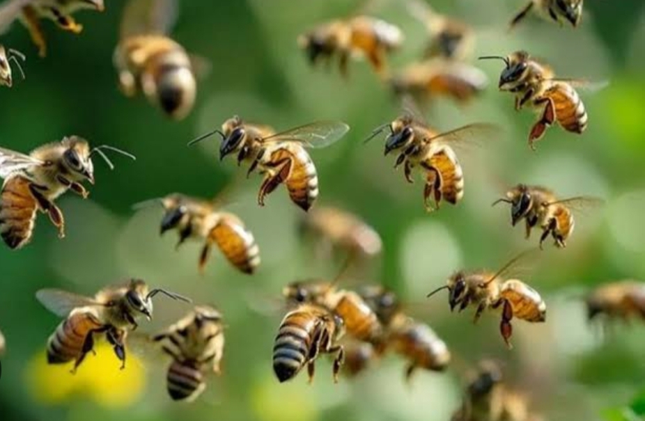 เดคเตเดจเตเดเตเดเดฏเดพเดเตเดฐเดฎเดฃเด; เดฎเตเดจเตเดจเต เดเดฆเตเดฏเตเดเดธเตเดฅเตผเดเตเดเต เดชเดฐเดฟเดเตเดเต, เดเดฐเดพเดณเตเดเต เดจเดฟเดฒ เดเตเดฐเตเดคเดฐเด