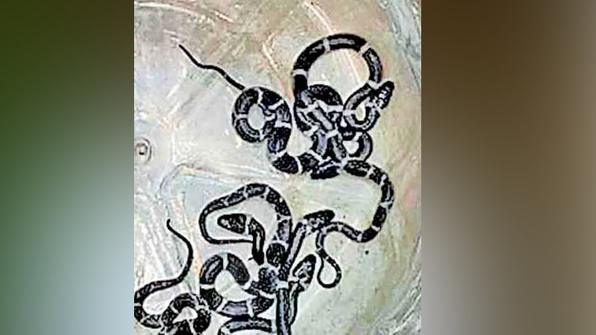 കിടപ്പുമുറിയില് നിന്ന് കിട്ടിയത് ഏഴ് പാമ്പിന് കുഞ്ഞുങ്ങളെ, പിടികൂടിയത് രണ്ട് ദിവസങ്ങളിലായി