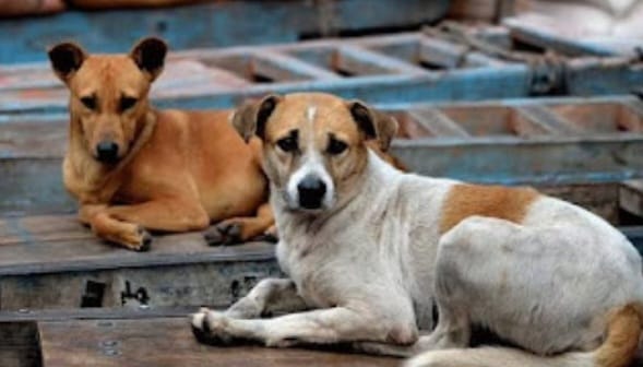 เดคเตเดฐเตเดตเตเดจเดพเดฏ เดเดเดฟเดเตเดเดพเตฝ 3500 เดฐเตเดช เดจเดทเตเดเดชเดฐเดฟเดนเดพเดฐเด, เดฎเดฐเดฃเดฎเต เดชเตเดตเดฟเดทเดฌเดพเดงเดฏเต เดธเดเดญเดตเดฟเดเตเดเดพเตฝ 5 เดฒเดเตเดทเด, เดเดคเตเดคเดฐเดตเต เดชเตเดฑเดคเตเดคเดฟเดฑเดเตเดเดฟ เดเตผเดฃเดพเดเด เดธเตผเดเตเดเดพเตผ