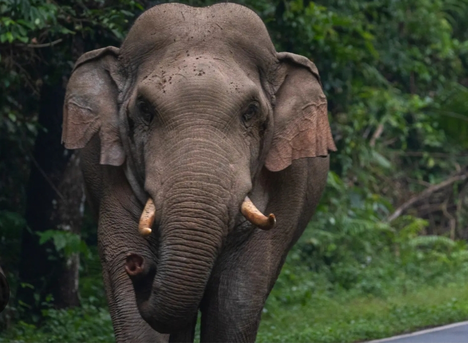പനവല്ലിയിൽ കാട്ടാനയുടെ ആക്രമണം; പതിനാറുകാരന് പരിക്ക്