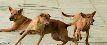 യുവതിയെ കടിച്ചു കൊന്ന് നായ്ക്കൾ, തലയിൽ ഗുരുതര പരുക്ക്; രക്ഷപ്പെടുത്താൻ എത്തിയവർക്ക് നേരെയും ആക്രമണം