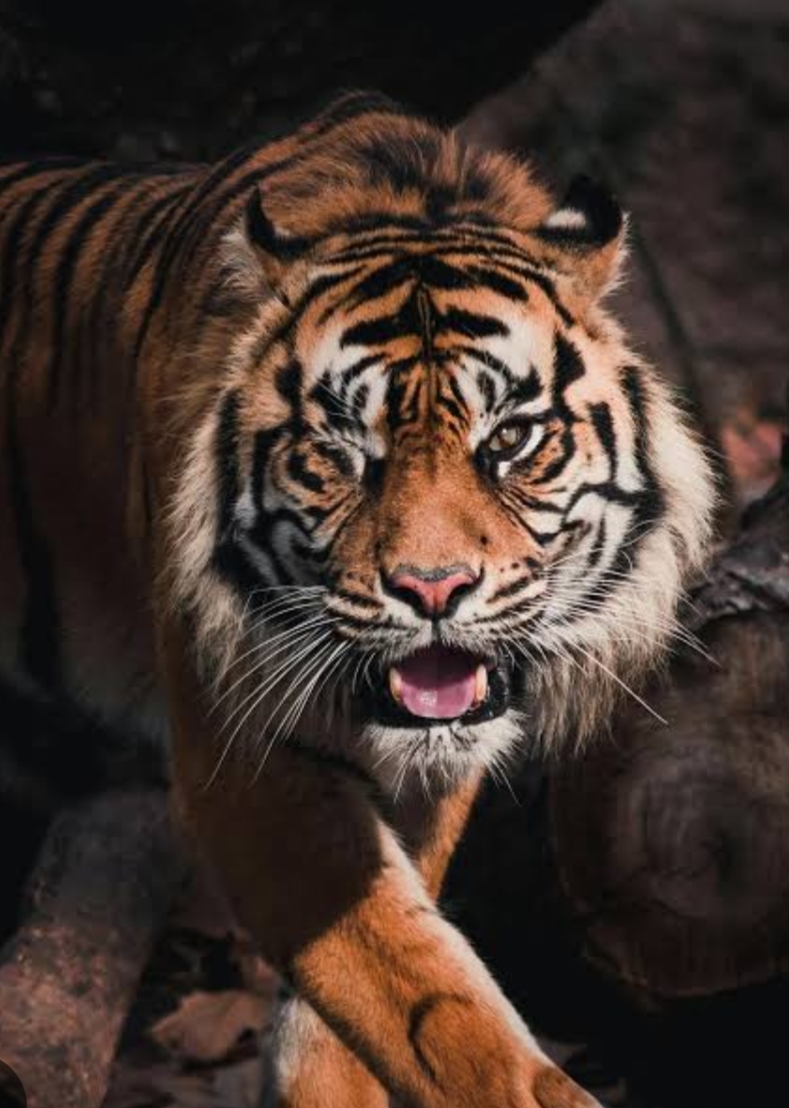 เดเดเตเดต เดเดเตเดฐเดฎเดฃเดคเตเดคเดฟเตฝ เดเดฐเดพเตพ เดเตเดฒเตเดฒเดชเตเดชเตเดเตเดเต