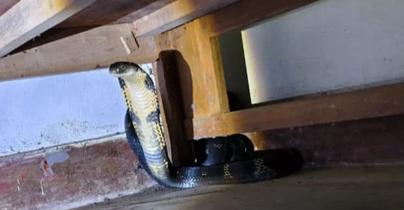 കട്ടിലിനടിയിൽ രാജവെമ്പാല, പിടികൂടി ഉൾവനത്തിൽ തുറന്നുവിട്ടു