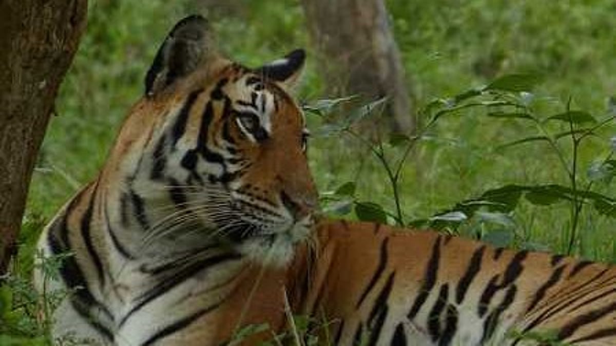 കടുവ സെന്‍സസ് എടുക്കാന്‍ പോയ ഉദ്യോഗസ്ഥരെ കാണാനില്ല, ആശങ്ക