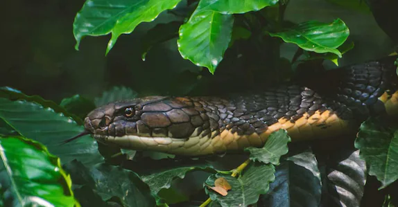 വിഷപ്പാമ്പിനെക്കൊണ്ട് കടിപ്പിച്ച് ഭാര്യയെ കൊന്നു; 3 വർഷത്തിനു ശേഷം ഭർത്താവ് അറസ്റ്റിൽ