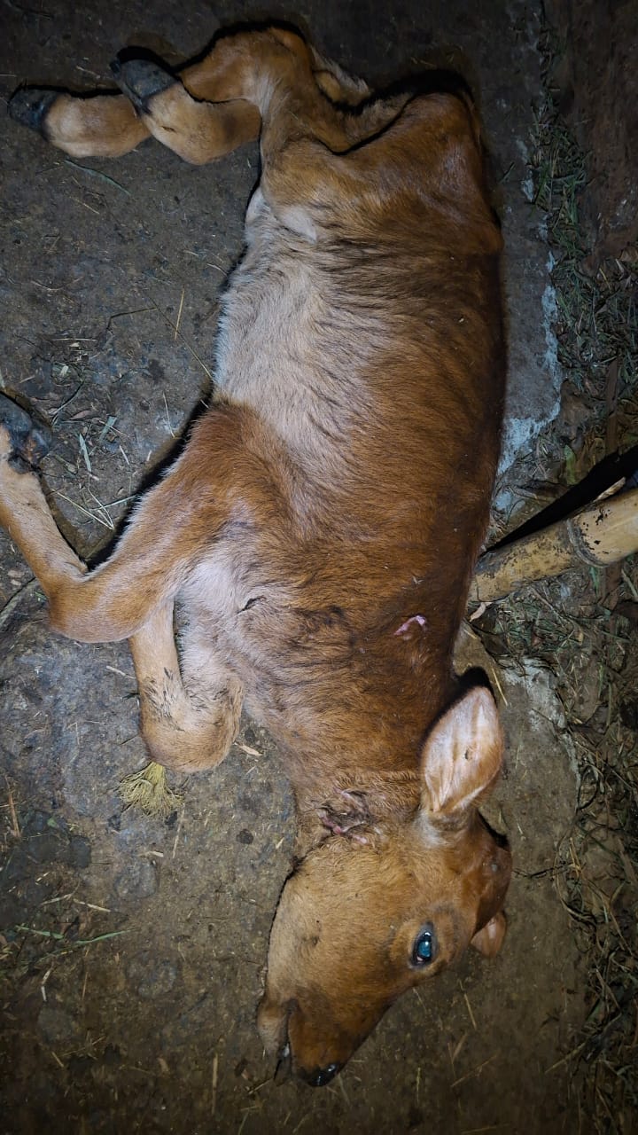 പൊഴുതന അച്ചൂരിൽ പുലിയുടെ ആക്രമണം